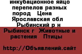 инкубационное яйцо перепелов разных пород › Цена ­ 15 - Ярославская обл., Рыбинский р-н, Рыбинск г. Животные и растения » Птицы   